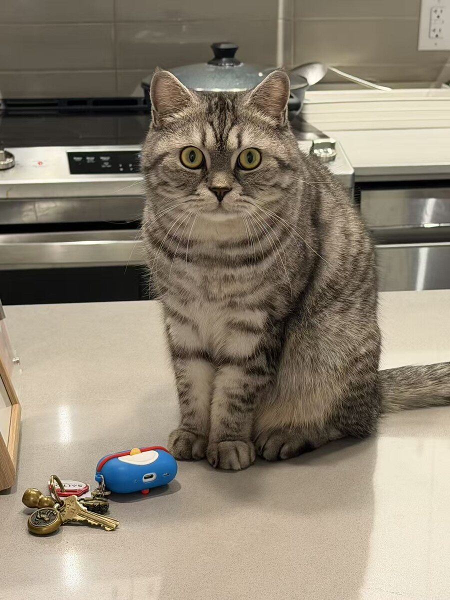 Jinbao (进宝), a silver tabby cat sitting beside a set of keys