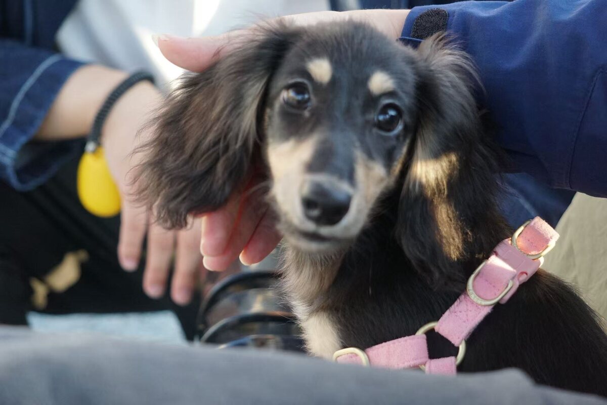 Sunny, a black-and-tan long-haired dog wearing a pink harness