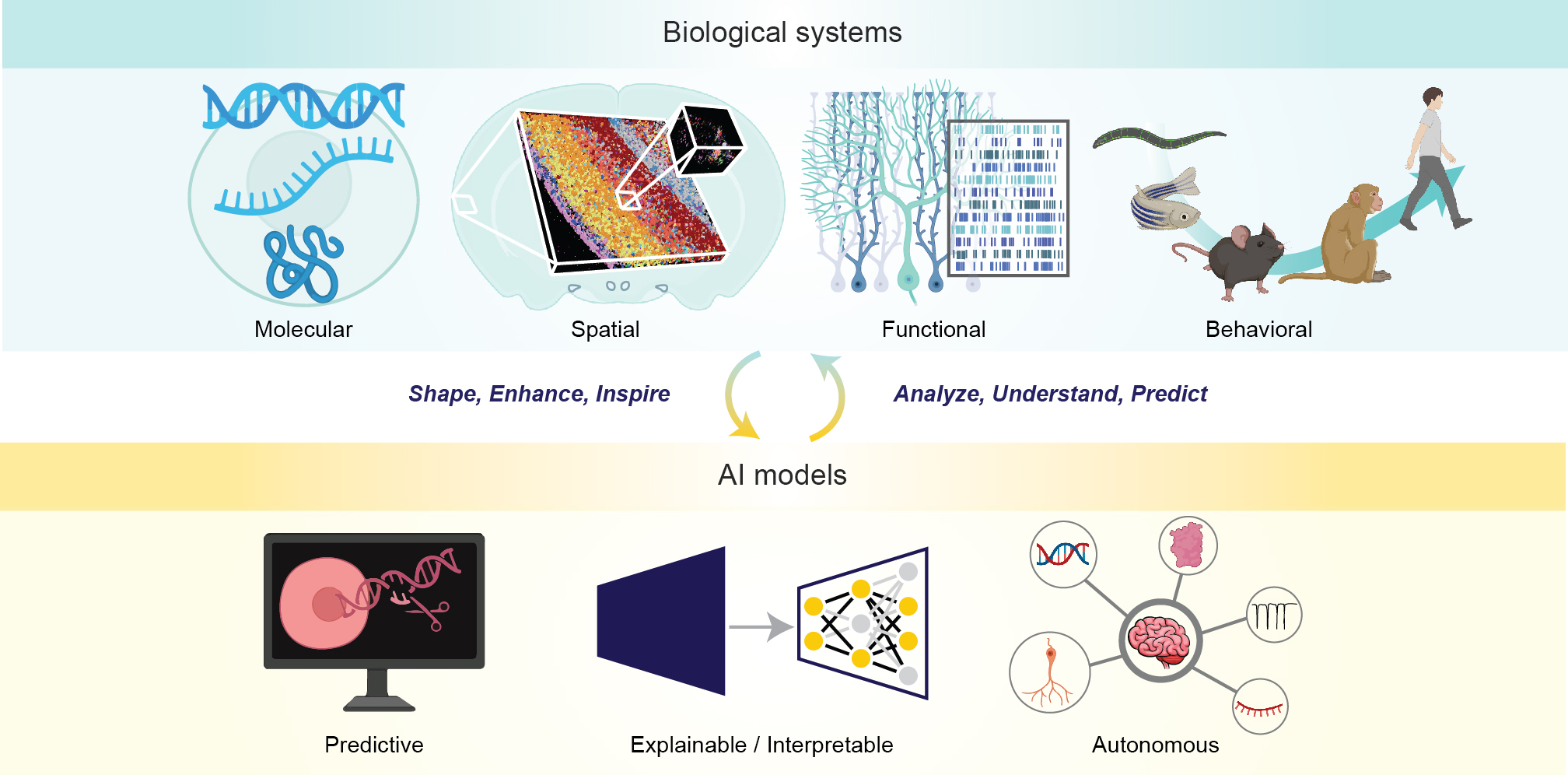 Biological systems and AI models overview